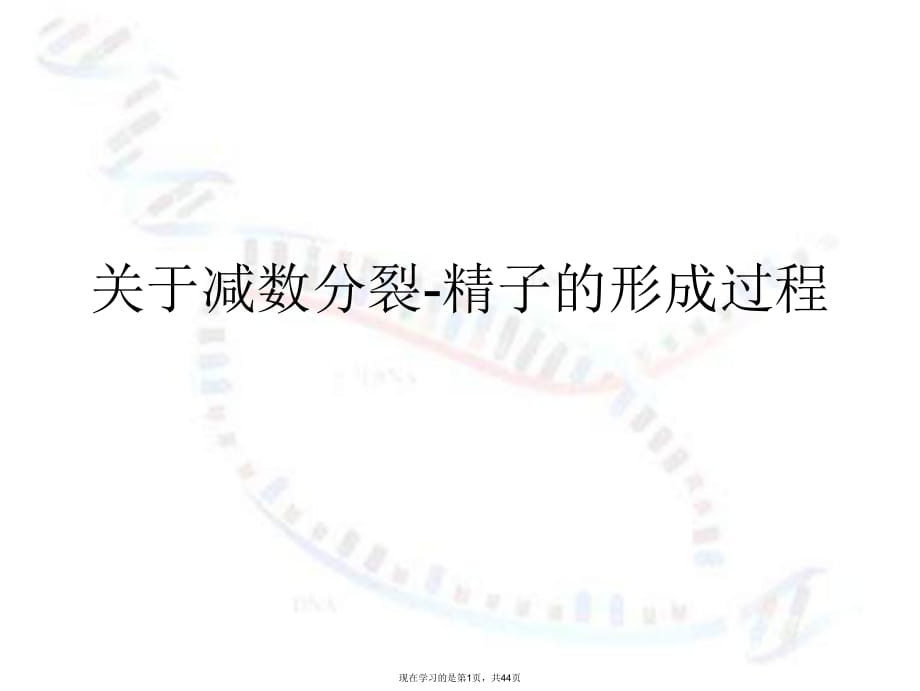 减数分裂-精子的形成过程课件.ppt_第1页