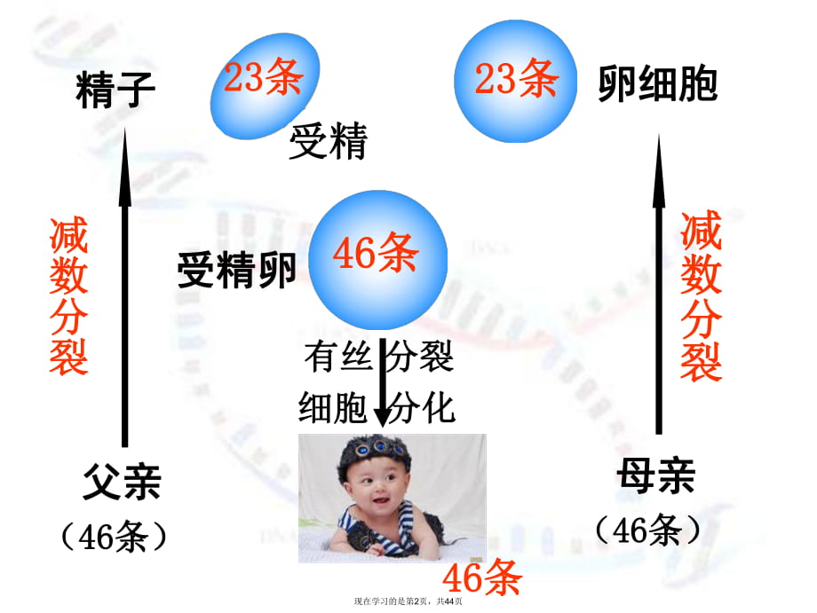 减数分裂-精子的形成过程课件.ppt_第2页