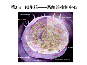 细胞核—系统的控制中心ppt课件.ppt