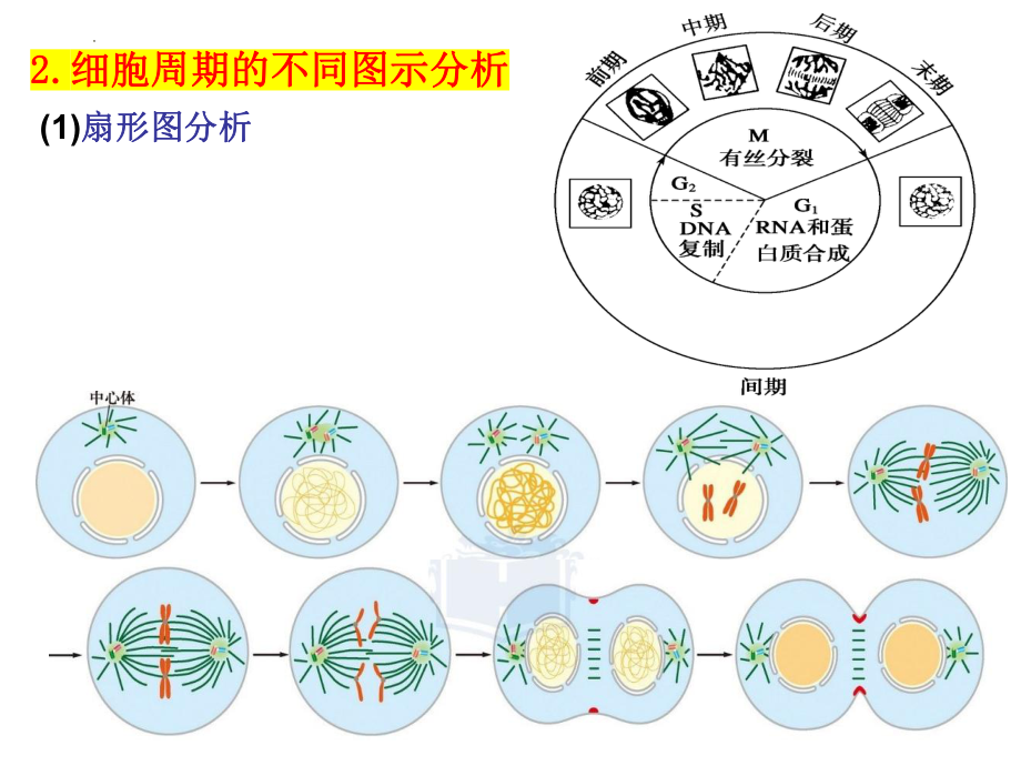 高考二轮专题复习课件：细胞分裂.pptx_第2页