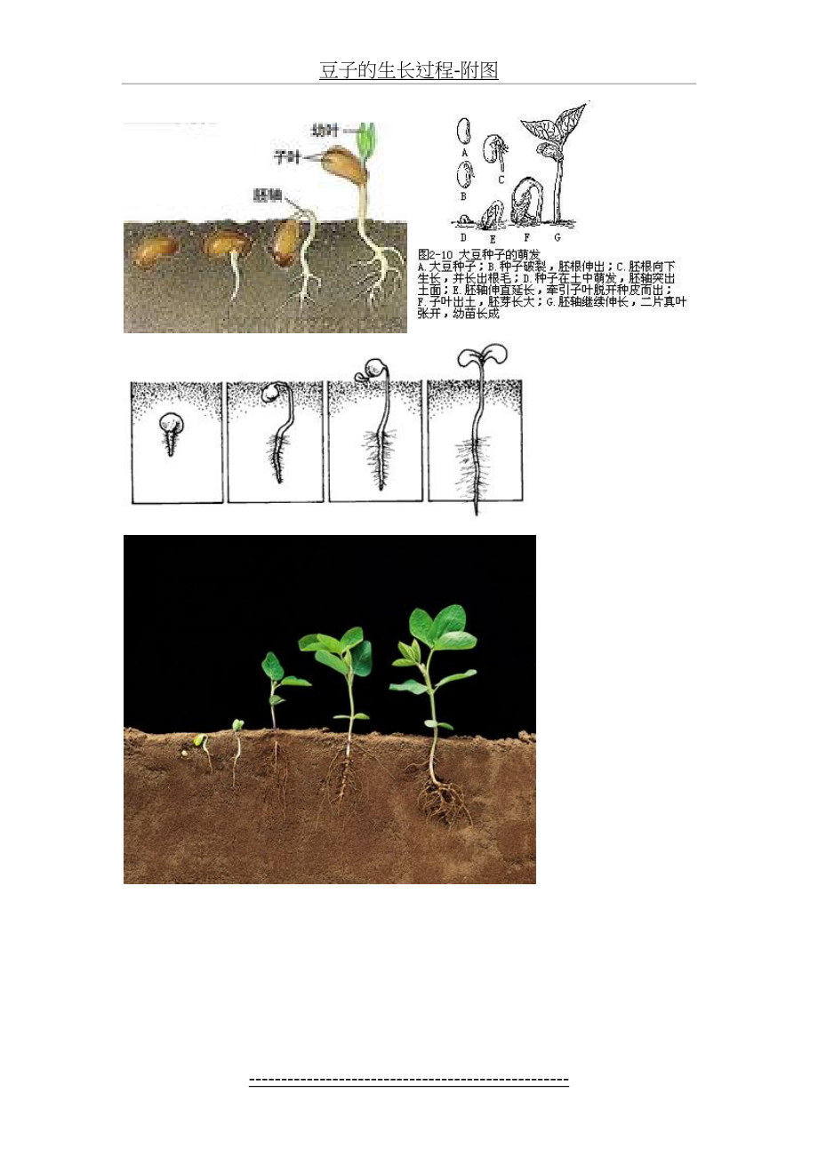 豆子的生长过程-附图.doc_第2页