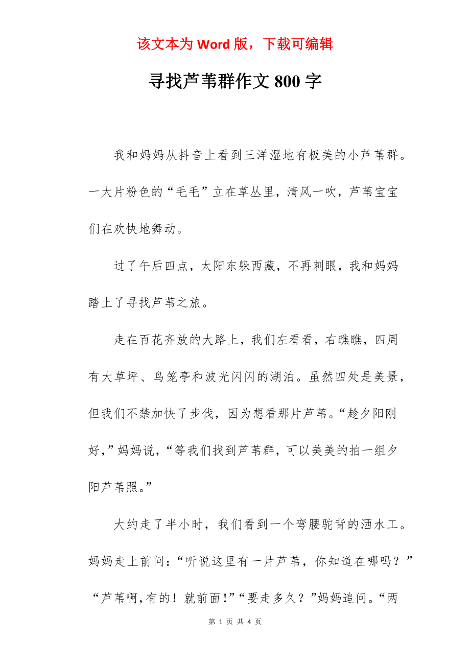 寻找芦苇群作文800字.docx_第1页