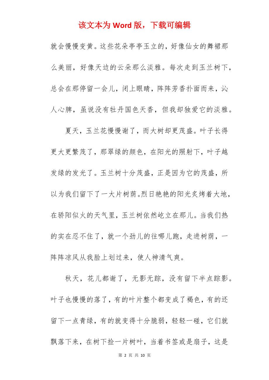 校园的玉兰树的作文.docx_第2页