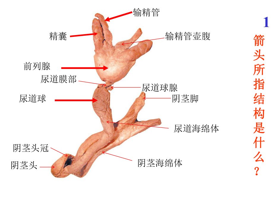 系统解剖学-实验考试题全集ppt课件.ppt_第1页