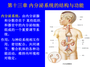 第十三章-内分泌系统的结构与功能ppt课件.ppt