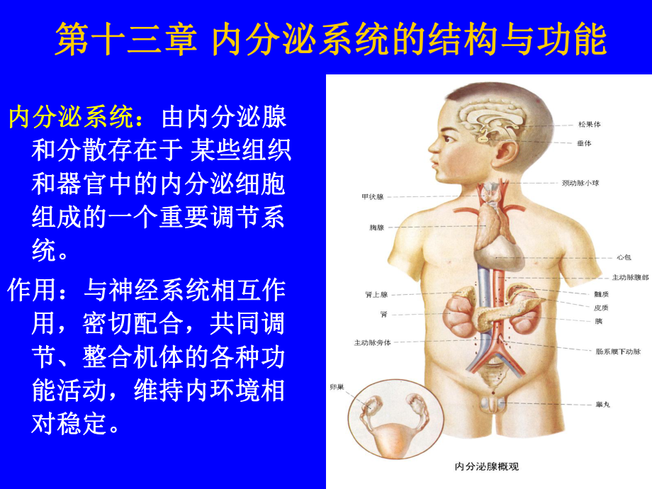 第十三章-内分泌系统的结构与功能ppt课件.ppt_第1页