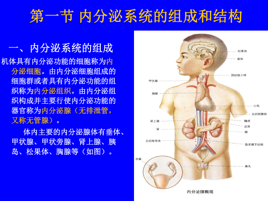 第十三章-内分泌系统的结构与功能ppt课件.ppt_第2页