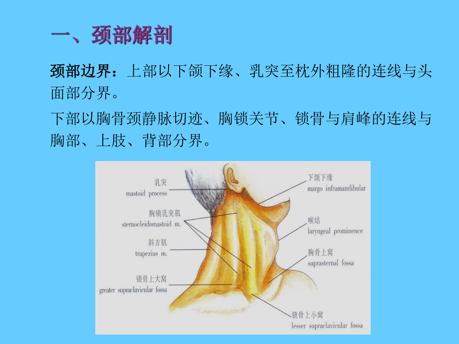 颈部肿块的鉴别诊断ppt课件.ppt_第2页