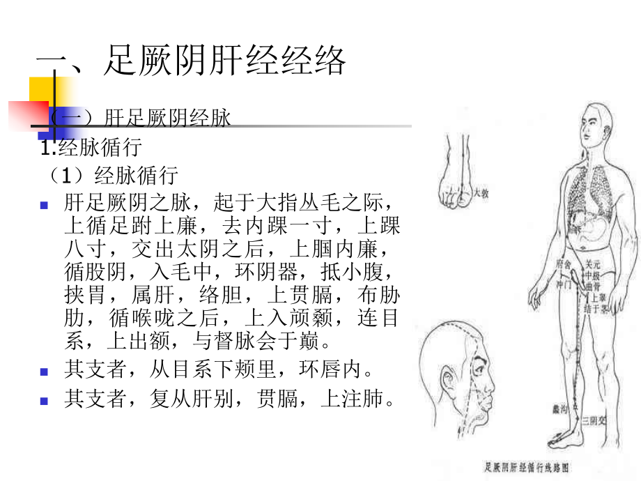 经络学-足厥阴肝经ppt课件.ppt_第2页