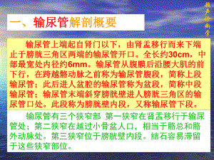 输尿管的超声诊断学ppt课件.ppt