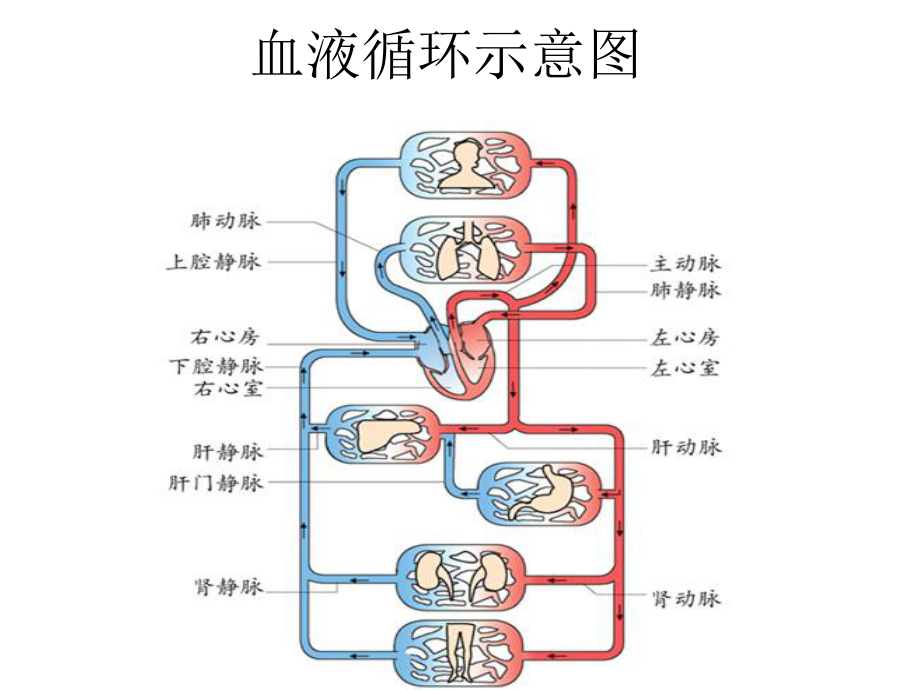 血液循环示意图ppt课件.ppt_第1页