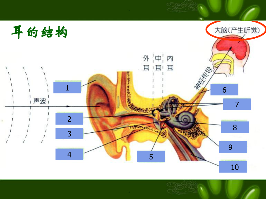 浙教版科学七年级下册2.3《耳和听觉》ppt课件.ppt_第2页