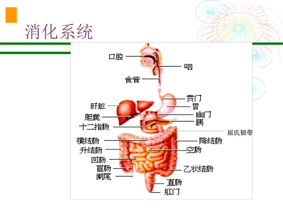 诊断学课件-腹痛ppt.ppt_第2页