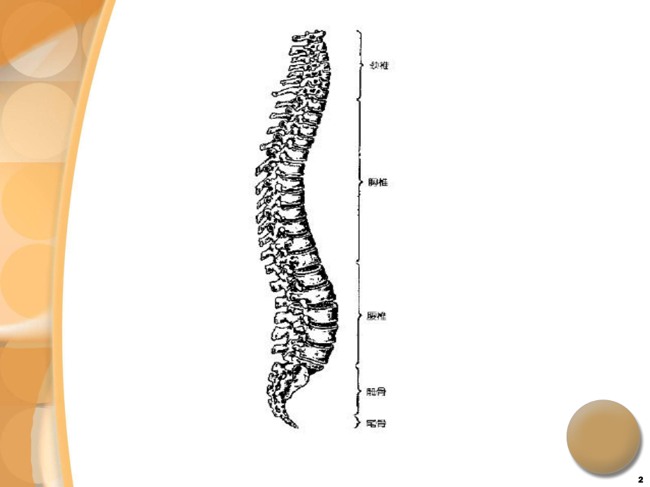 腰椎间盘突出症诊治PPT课件.ppt_第2页