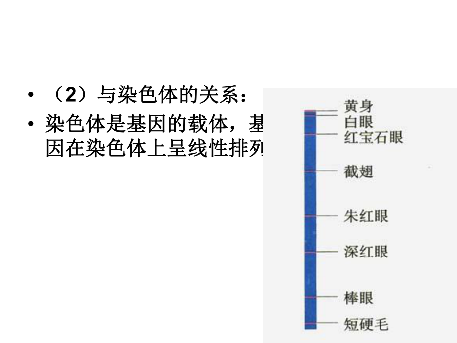 生物：4.1《基因指导蛋白质的合成》PPT课件.ppt_第2页