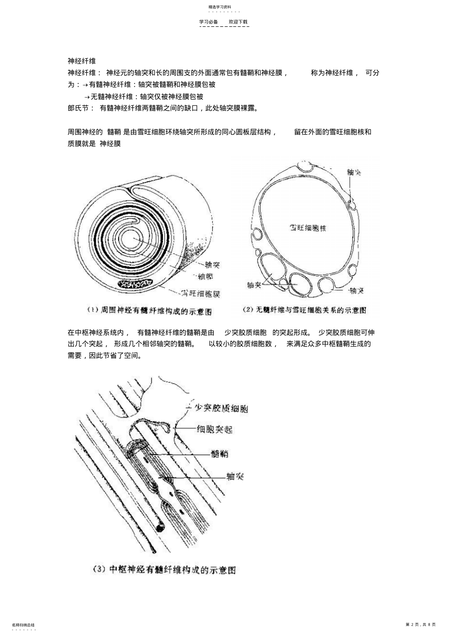 2022年人体神经系统基础知识点及图解 .pdf_第2页