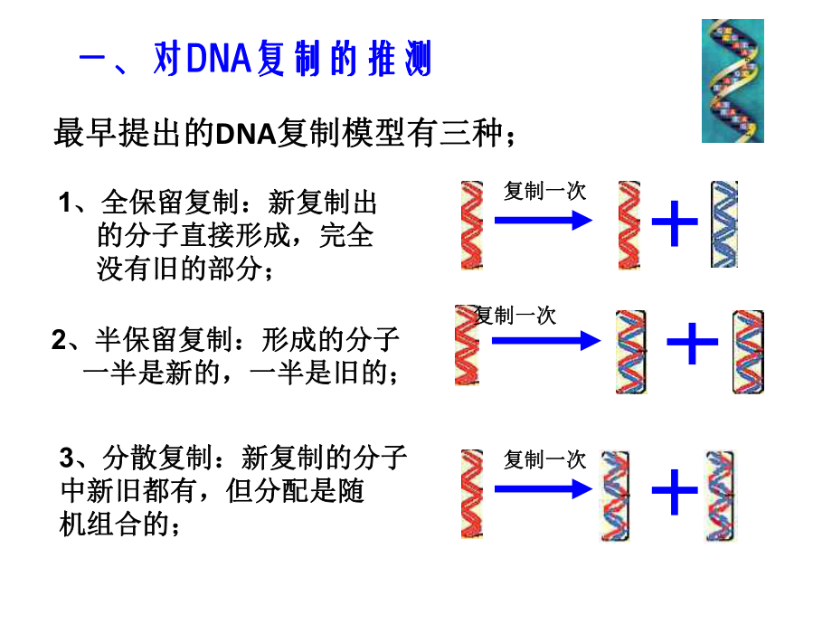 《DNA的复制》PPT课件.ppt_第2页