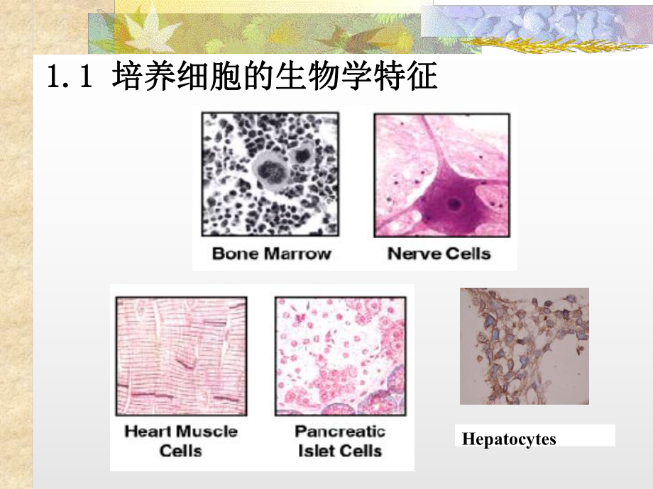 动物细胞培养技术ppt课件.ppt_第2页