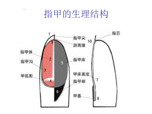 美甲步骤-美甲知识ppt课件.ppt