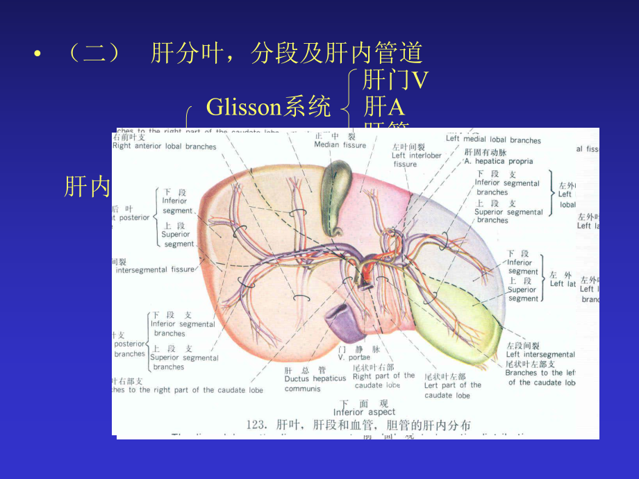 肝脏断层解剖ppt课件.ppt_第2页