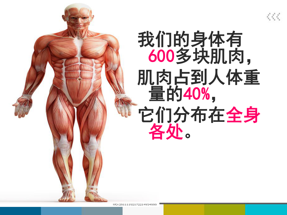 苏教版小学科学四年级下册第一单元《肌肉》qppt课件.ppt_第2页