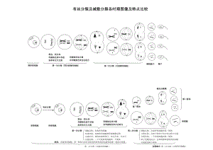 专题突破：有丝分裂及减数分裂各时期图像及特点比较.doc