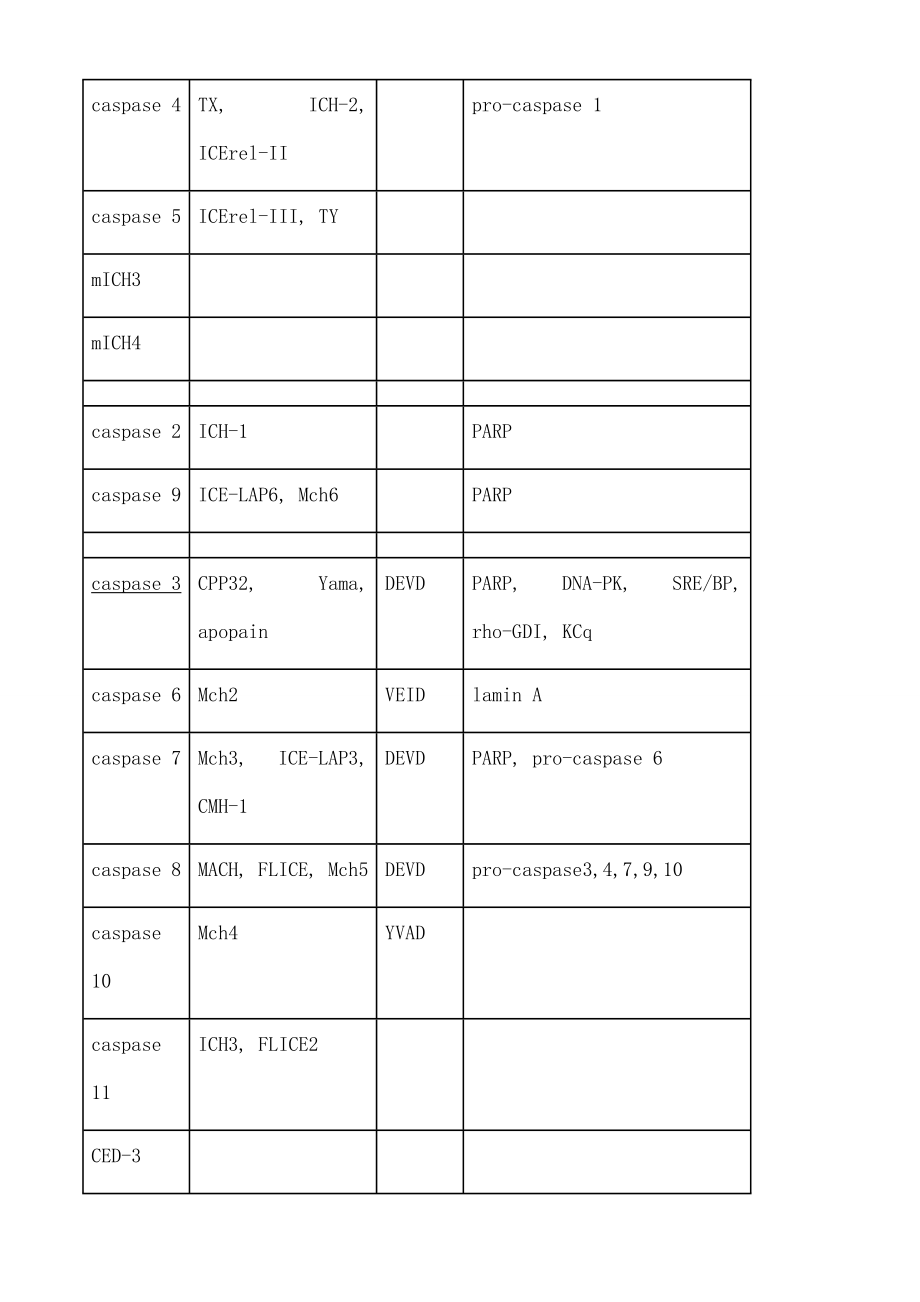 caspase家族及在细胞凋亡中的作用.docx_第2页