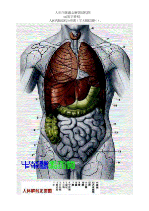 人体内脏最全解剖结构图.docx