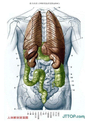 最全高清人体解剖图(彩图版)(DOC).docx