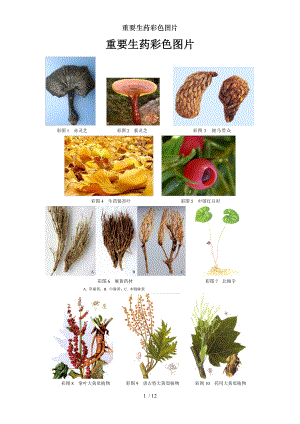 重要生药彩色图片.docx