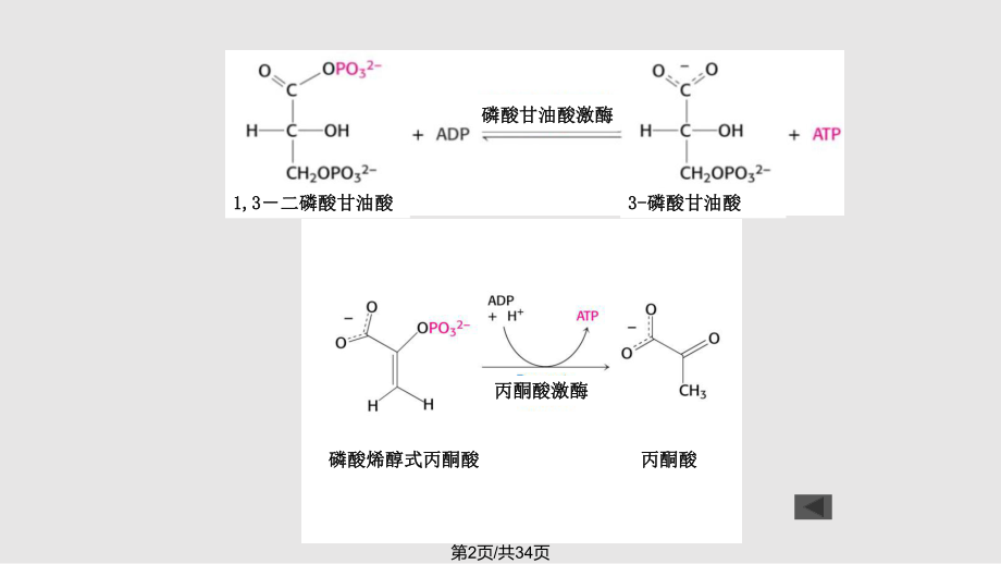 电子传递与氧化磷酸化.pptx_第2页