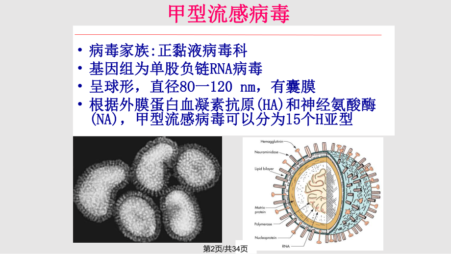 甲型HN流感防制知识.pptx_第2页