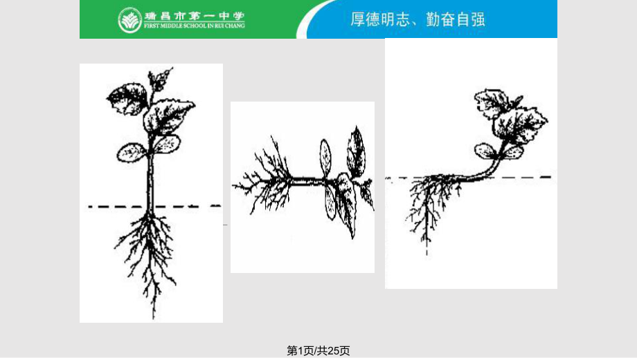 生长素的生理作用时.pptx_第1页