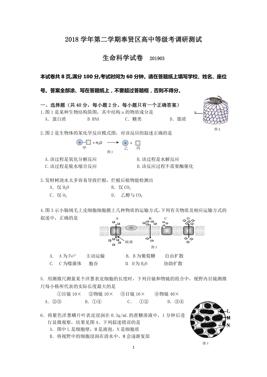 奉贤2019生物二模卷(含答案).doc_第1页