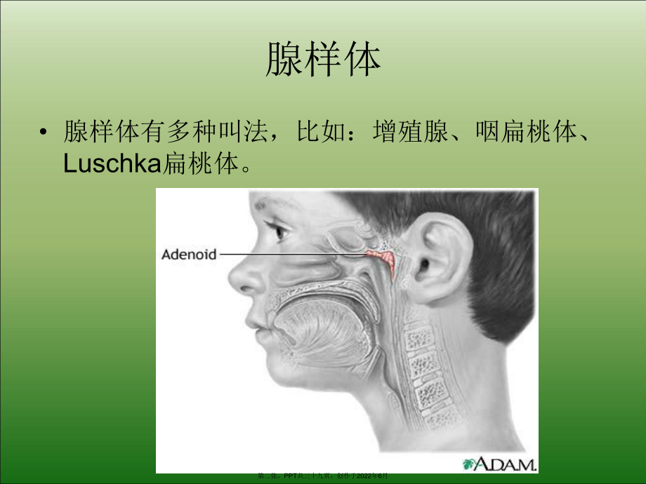 儿童腺样体肥大线摄片影像表现以及诊断标准.ppt_第2页