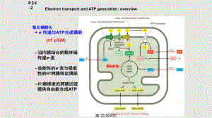 电子传递链与氧化磷酸化.pptx