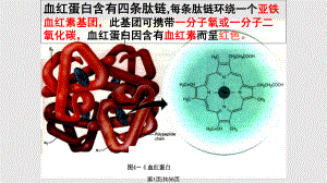 生物选修之蛋白质的提取和分离.pptx