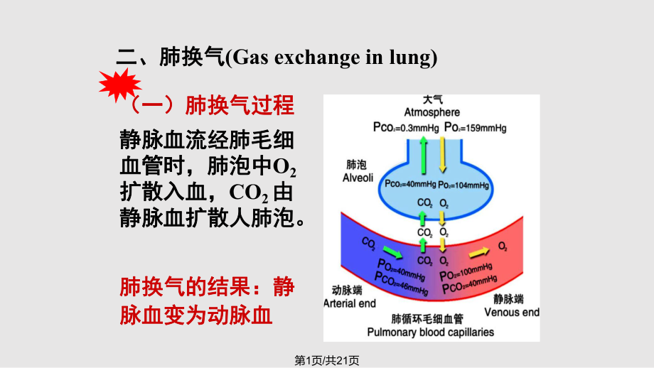 生理学—呼吸系统.pptx_第1页