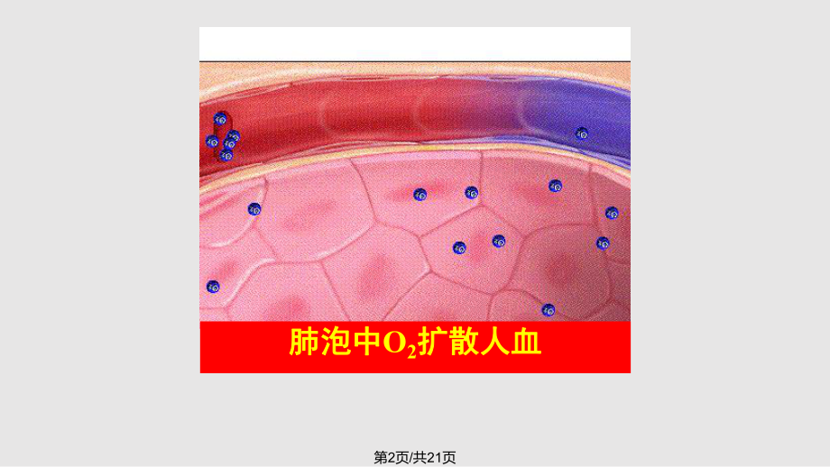 生理学—呼吸系统.pptx_第2页