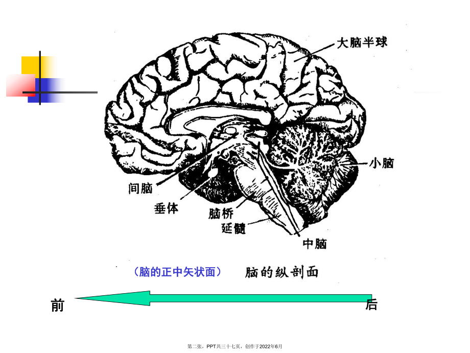 儿童神经系统结构功能以及发育和.ppt_第2页