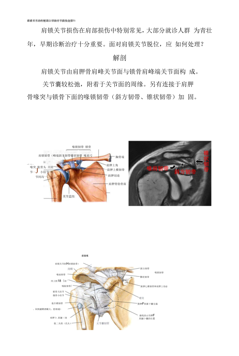 肩锁关节结构解剖、肩锁关节损伤分型和患者手术治疗还是保守治疗手段及选择.docx_第1页