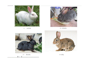 兔子Microsoft Word 文档(2页).doc