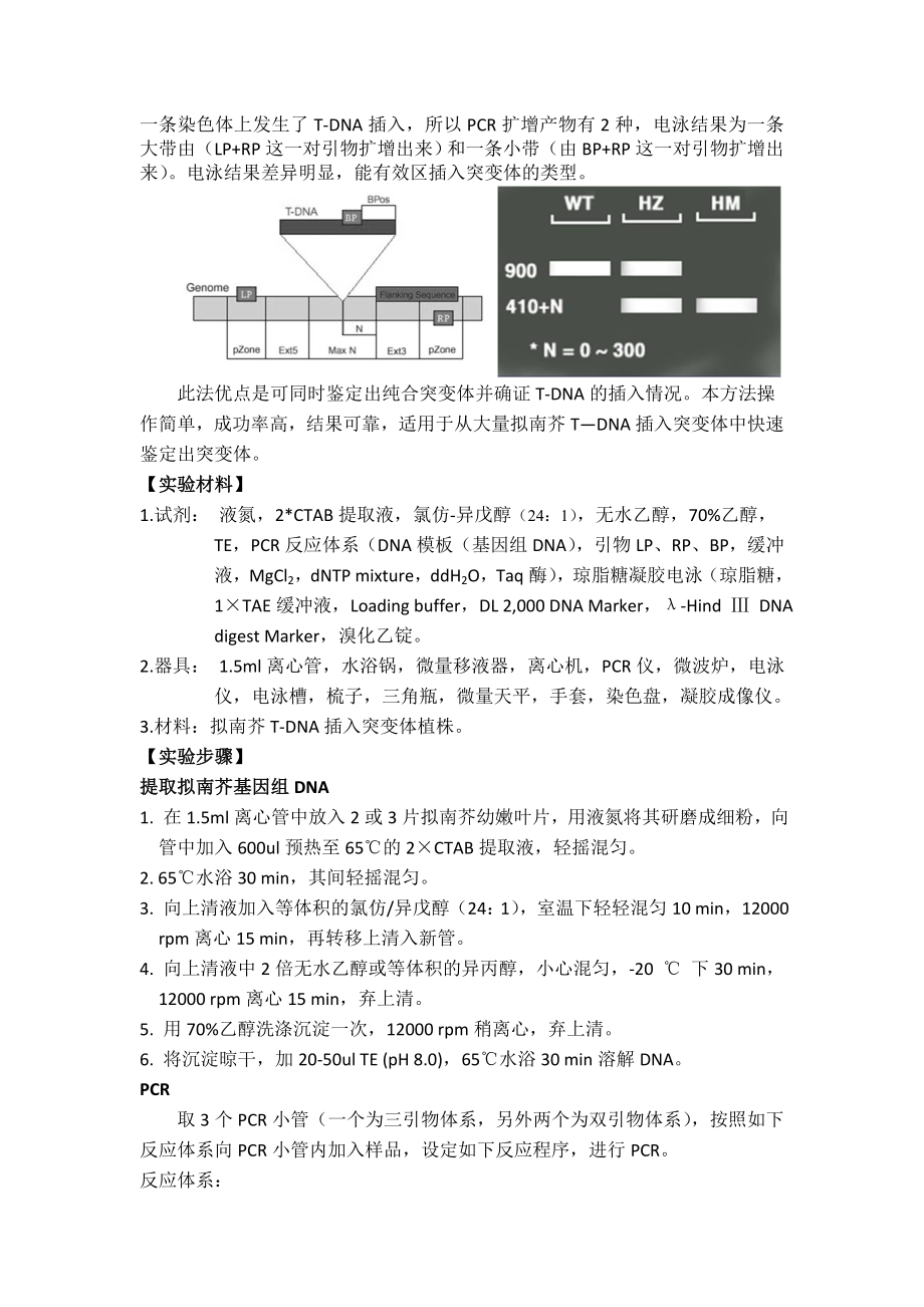 模式植物拟南芥T-DNA插入突变体的鉴定.doc_第2页