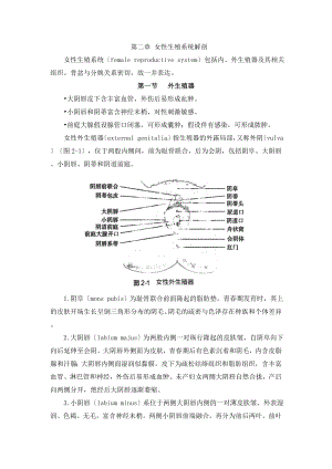 第9版-妇产科学-第二章女性生殖系统解剖.doc