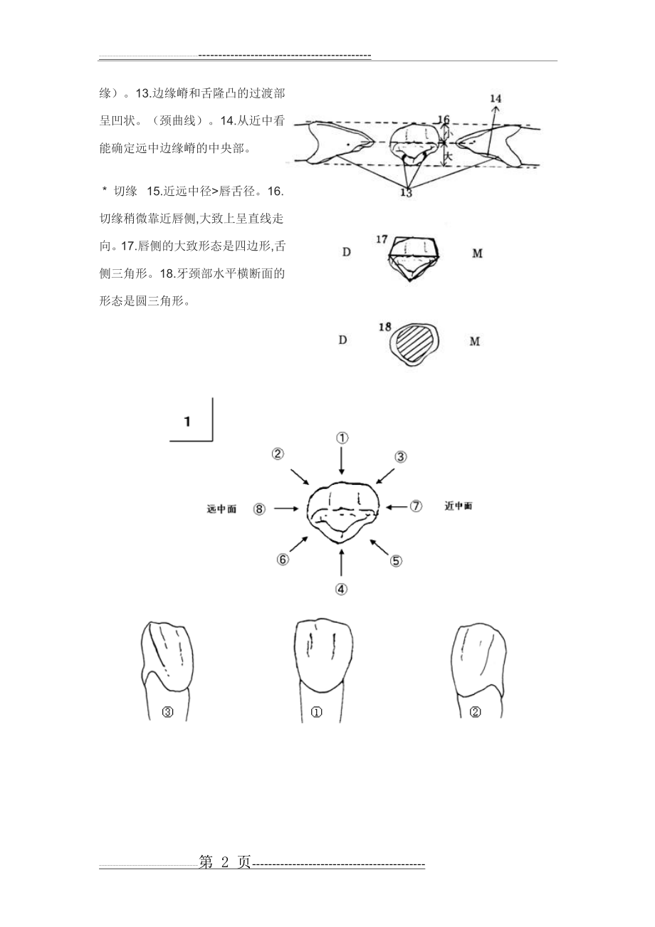 各个牙体雕刻之基本形态要求(40页).doc_第2页