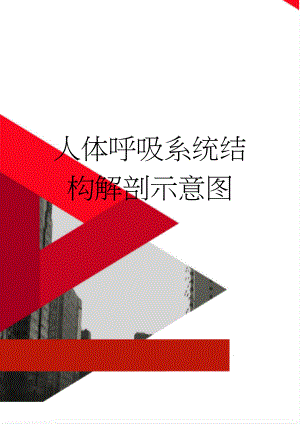 人体呼吸系统结构解剖示意图(4页).doc