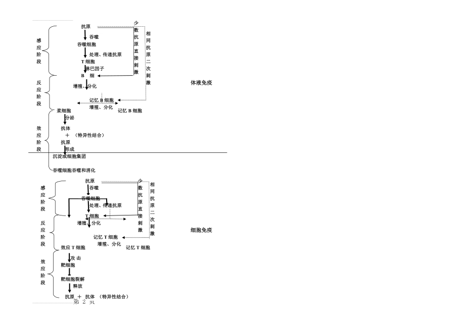 体液免疫和细胞免疫过程(2页).doc_第2页