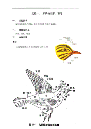 实验一：鸟类的外部形态及鸟体测量-1(3页).doc