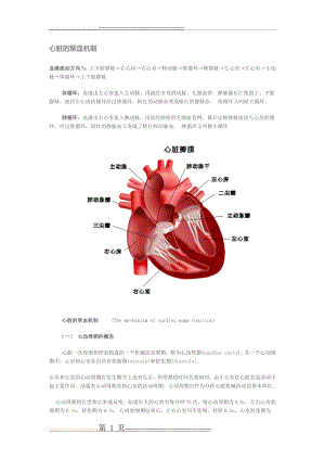 心脏的泵血机制(4页).doc