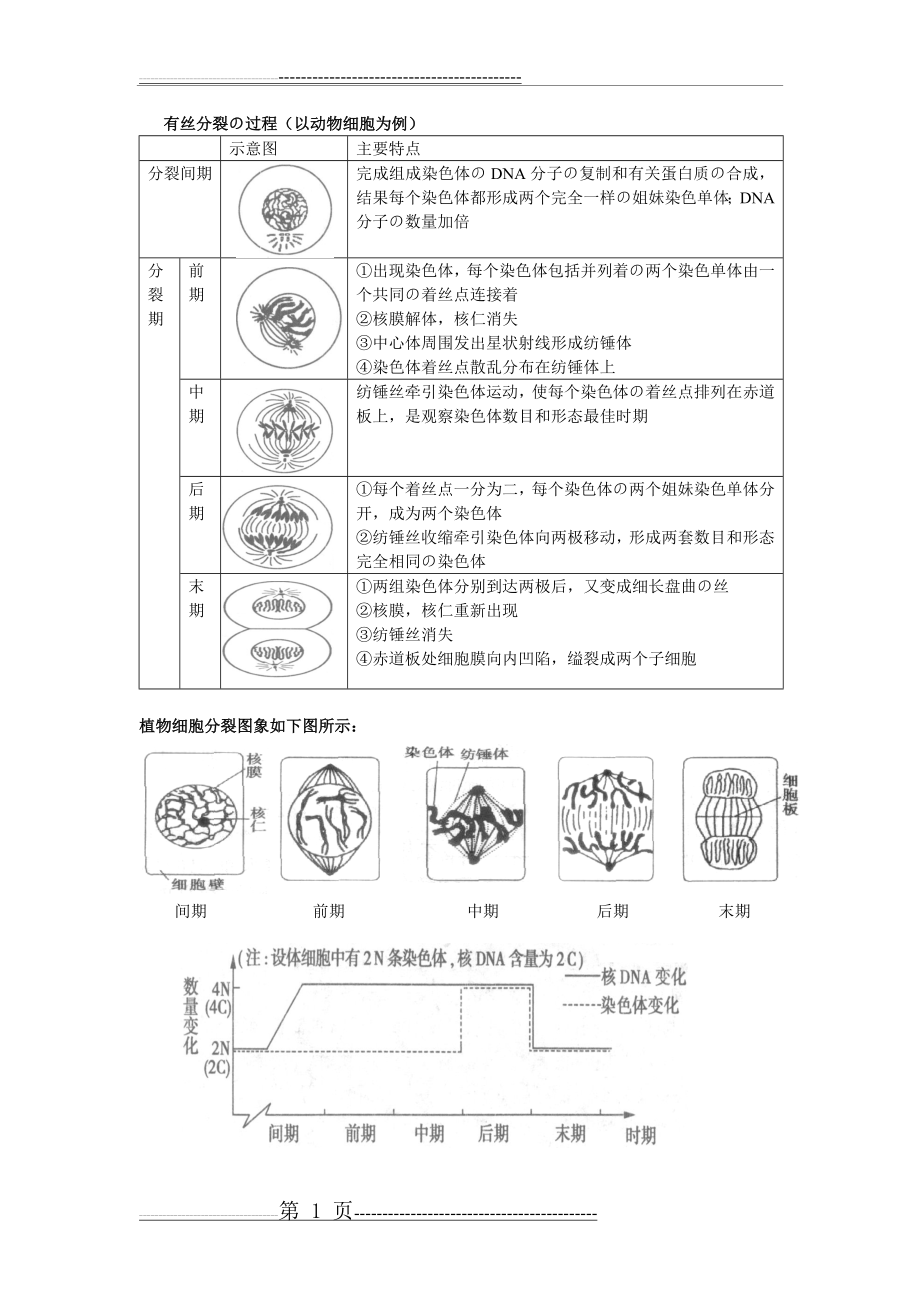 有丝分裂和减数分裂的过程和图像(10页).doc_第1页